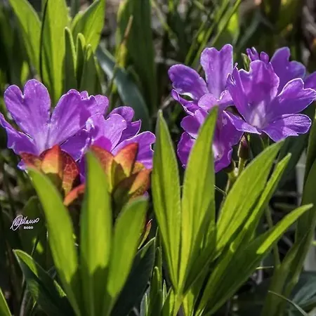Comfortable In Giarola With Mountain View