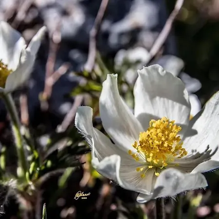 Chalet Comfortable In Giarola With Mountain View Busana