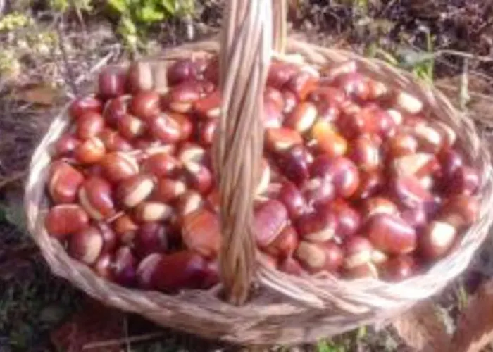 Dağ evi Comfortable In Giarola With Mountain View Busana
