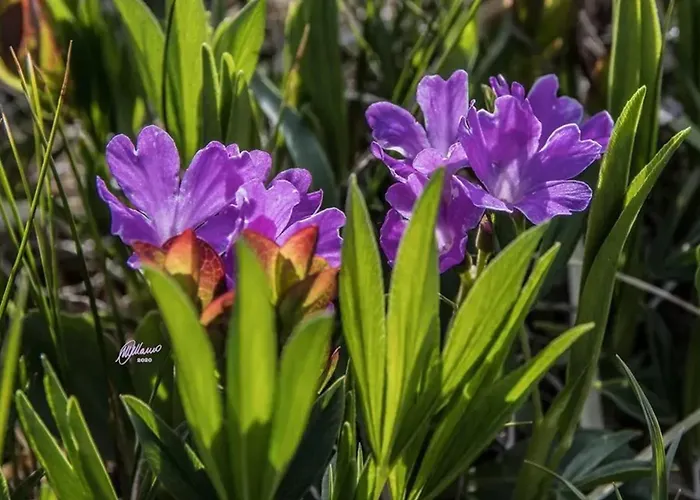 Comfortable In Giarola With Mountain View
