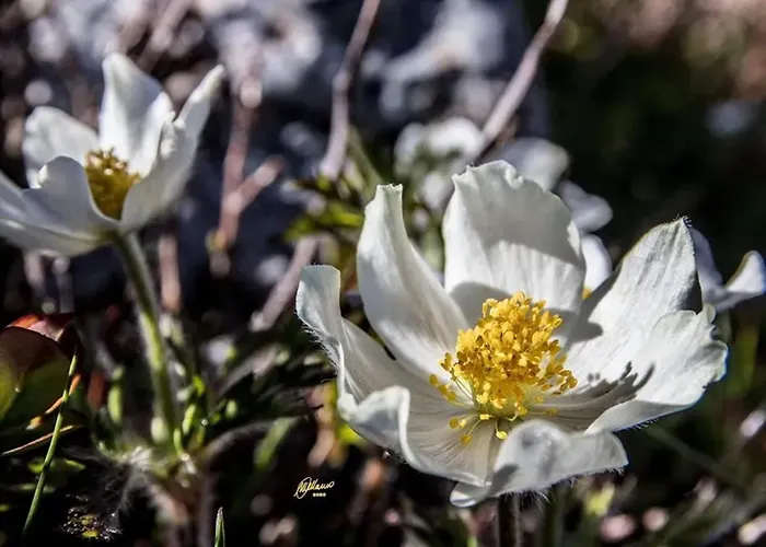 Alpehytte Comfortable In Giarola With Mountain View Busana